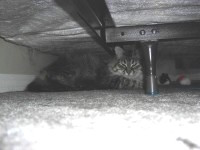 Grey Cat Rabies Under bed