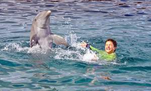 Sunday with a dolphin