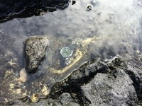 Rolex in tidal Pool