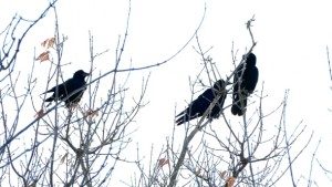 Three crows