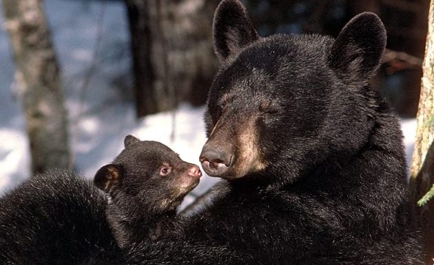 Bear and cub
