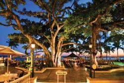 moana-hotel-banyan-tree-courtyard