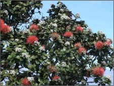 ohia-tree