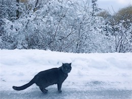 Harvey in the snow