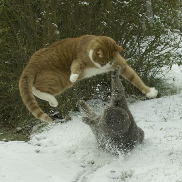 Harvey-Snow-Orange-Cat