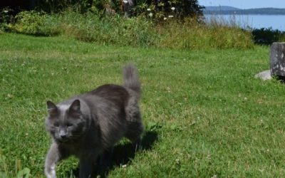 Audio of Harvey the Grey Cat Rules, Adventures of Harvey