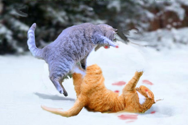 Orange-Cat-Snow-red