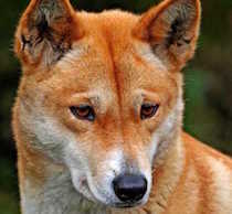 Harpo the Dingo