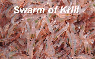 WATCH OUT FOR THE KRILL