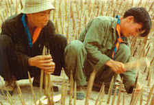 Setting Punji Sticks Vietnam War