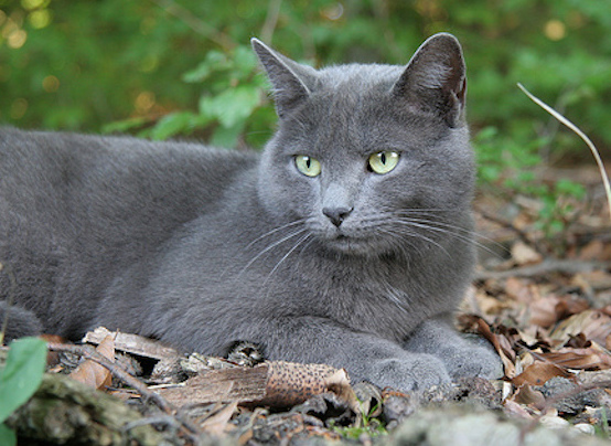 Harvey The Grey Cat width=