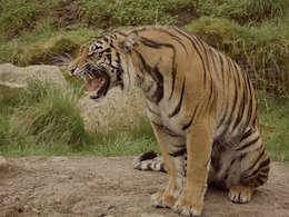 Indochinese Tiger