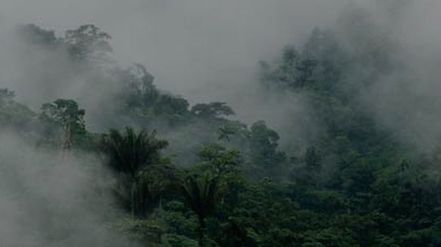 Rainy Jungle