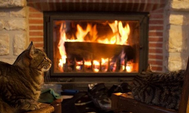 Cat and Fireplace