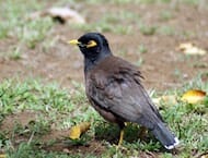 Blackbird Hawaii