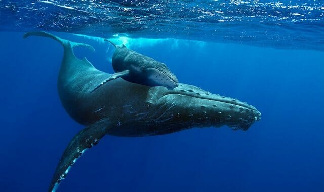 Whale and Calf