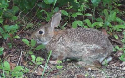 The Rabbit, A Harvey Short Story