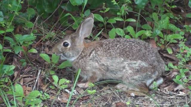The Rabbit, A Harvey Short Story