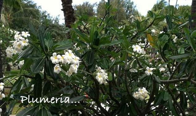 Plumeria Tree