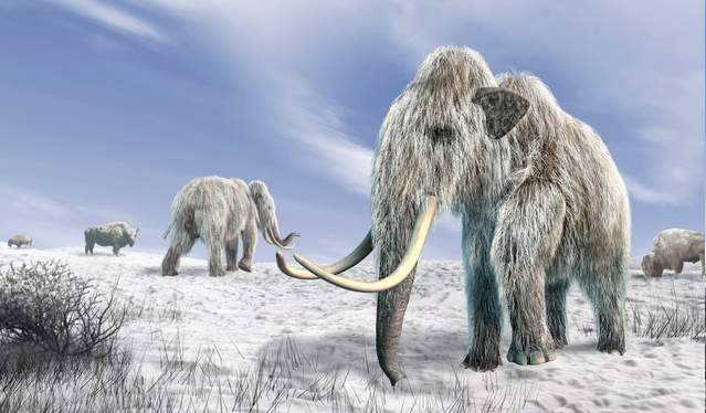 Wooly Mammoth Magadan Russia