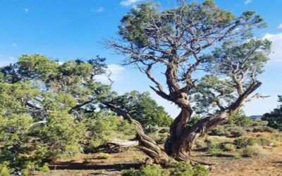 THE COWARDLY LION, Volume Six, Chapter V