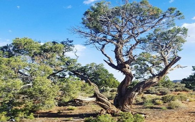 THE COWARDLY LION, Volume Six, Chapter V